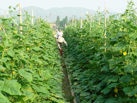 Nông dân thôn Luật Chánh thu hoạch  dưa leo vụ tết.