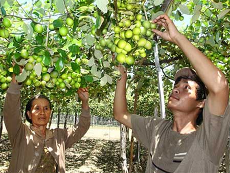 Thu hoạch táo tại một nhà vườn ở An Giang.