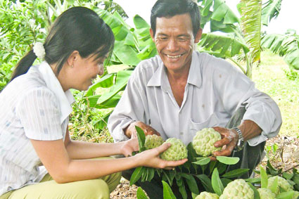 Mãng cầu chất lượng cao thu hoạch tại xã Phước Long Thọ (huyện Đất Đỏ).  Ảnh: Báo Bà Rịa - Vũng Tàu