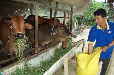 Anh Thạch Cảnh đang cho bò ăn.