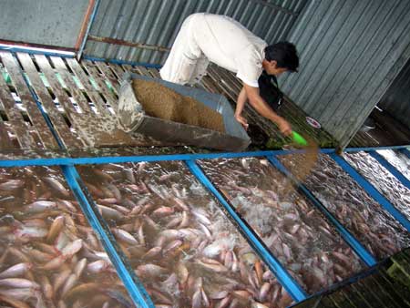 Giá cá điêu hồng liên tục tuột giảm khiến nông dân lo lắng  (ảnh chụp tại phường Tân Long, TP.Mỹ Tho, tỉnh Tiền Giang). 