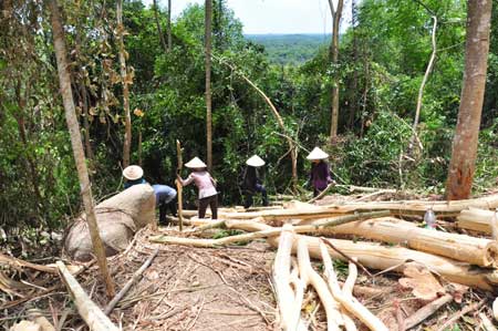 Nhiều nhà máy chế biến dăm gỗ mọc lên, dẫn đến tình trạng nhiều cánh rừng trồng  chưa đủ tuổi bị khai thác non.