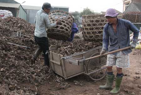 Người trồng dong riềng ở thôn Bắc Hà, xã Thọ An (Đan Phượng, Hà Nội) thua lỗ  nên bỏ ruộng dong đi bốc dong thuê ở làng miến Dương Liễu.