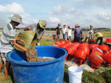 Tôm thẻ chân trắng đạt giá cao khiến nhiều nông dân đổ xô nuôi. 