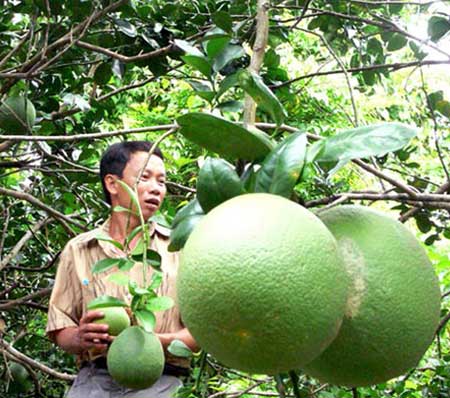 Những ngày cận Tết Giáp Ngọ, giá bưởi da xanh liên tục tăng khiến nhà vườn Tiền Giang phấn khởi.