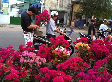 Khách hàng mua chậu hoa cảnh tại chợ hoa Bến Bình Đông.