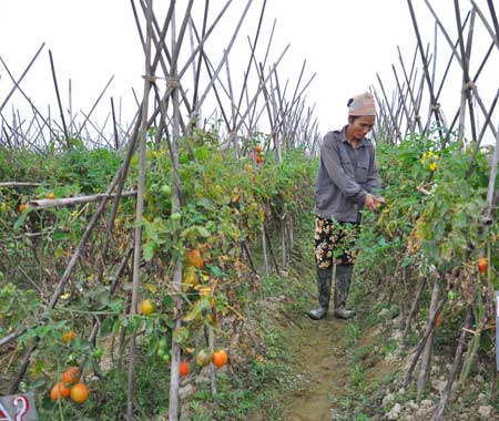 Người dân xã Thanh Tuyền (Thanh Liêm, Hà Nam)  đã xây dựng được mô hình trồng rau hữu cơ, mang lại hiệu quả kinh tế cao.