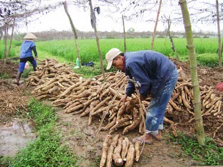 Trồng sắn dây mang lại nhiều lợi ích cho người dân.