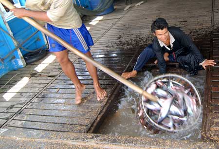 Việc Nga cấm nhập khẩu cá tra, ba sa của Việt Nam là một sự cảnh tỉnh cho nghề này.