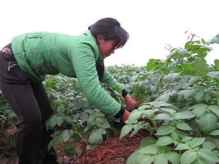 Ruộng khoai tây được trồng bằng phân hữu cơ ủ từ rơm rạ của gia đình chị Nguyễn Thị Hoài.