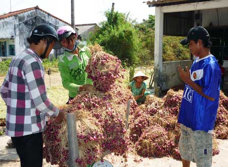 Giá hành tím Vĩnh Châu đang lao dốc.