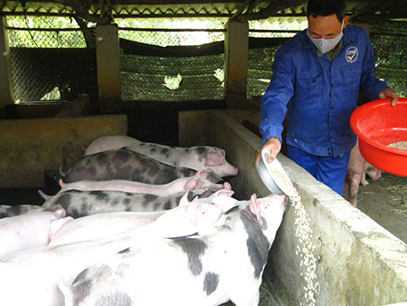 Ông Phạm Văn Kiệm đang cho đàn lợn ăn trong chuồng chăn nuôi của gia đình ở thôn Cốc, xã Hồng Phong (Chương Mỹ, Hà Nội).
