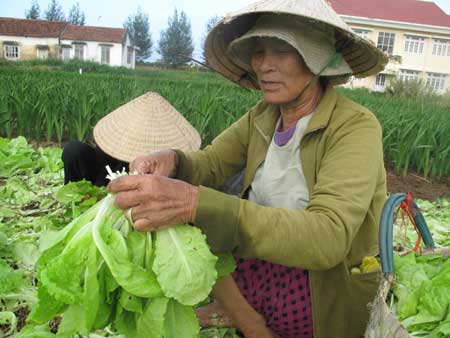 Những người nông dân làng rau Ngọc Phước buồn vì giá rau quá rẻ.