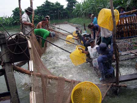 Thu hoạch cá tra. 