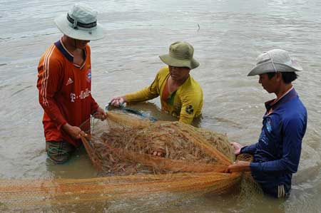 Thu hoạch tôm sú tại ĐBSCL.