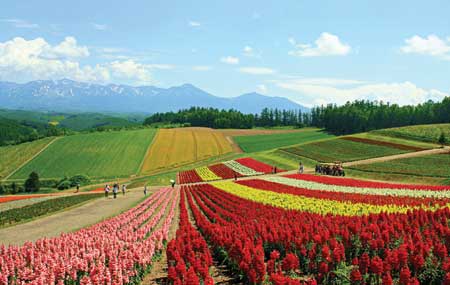   Vào mùa hoa nở, các nông trang ở Hokkaido trở thành những điểm du lịch hấp dẫn