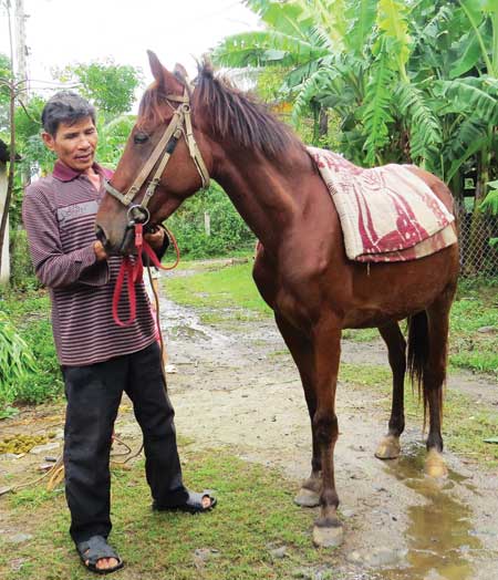   Ông Thái Văn Út ở Đông Hòa (Phú Yên) đang chăm sóc ngựa. 