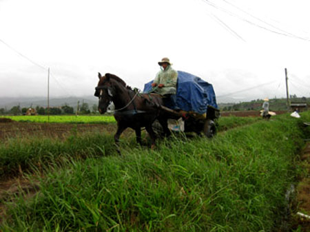 Xe ngựa là phương tiện hiệu quả nhất ở vựa rau Đơn Dương.