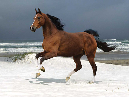Tổng hợp hình ảnh hình nền con ngựa đẹp sinh động nhất