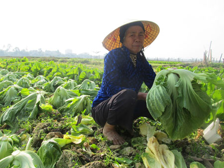 Người trồng rau cho biết, vất vả là thế nhưng may ra số tiền thu được chỉ đủ tiền giống, tiền phân