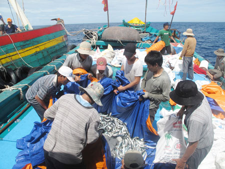 Tàu DNa - 90444 của Lê Văn Sang (Đà Nẵng) đang mua cá của các tàu cá ngoài khơi vùng biển Hoàng Sa. 
