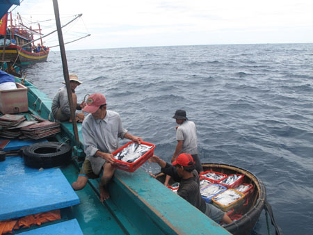 Mua bán cá ngoài khơi giữa tàu dịch vụ và tàu cá. 