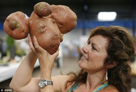 Củ khoai tây siêu bự 3,7 kg, kỷ lục năm 2010.