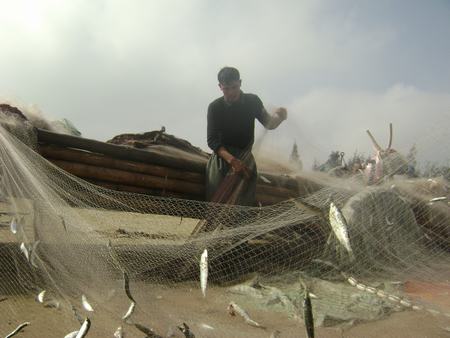 6.	Hàng tấn khay cá trong ngày đầu năm tươi xanh vừa cập bờ