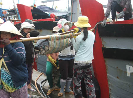 Phụ nữ vận chuyển cá ngừ đại dương đầu năm trên Cảng Tuy Hòa