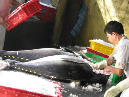 Sơ chế mẻ cá ngừ đại dương đầu năm