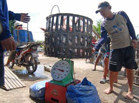 Cá tra- mặt hàng có lợi thế lớn của Việt Nam nhưng nông dân chưa được hưởng lợi đúng mức.