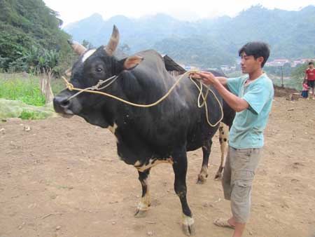 Bò vô địch năm 2013 được anh Quang chuyển nhượng cho Hoàng Văn Pá với 72,5 triệu đồng. 