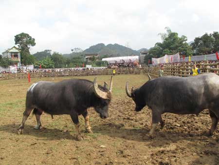 Một cặp trâu chọi tại Hội chọi trâu Chiêm Hóa, Tuyên Quang.