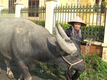 Một châu trọi sẽ tham gia Hội chọi trâu báo NTNN - Phúc Thọ 2014  đang được chăm sóc. 