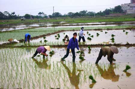 Người dân huyện Ứng Hòa (Hà Nội) nô nức xuống đồng cấy lúa cho kịp thời vụ. 