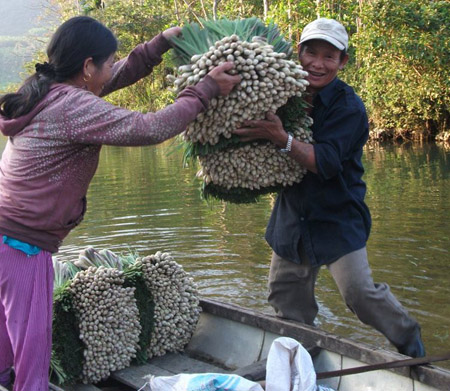 Người trồng sả phấn khởi với khoản  thu nhập đáng kể đầu năm mới.