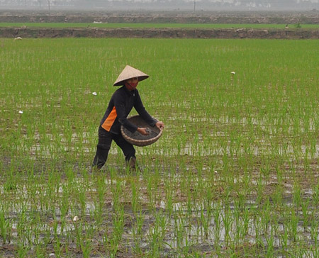 Nông dân xã Hiệp Thuận (Phúc Thọ, Hà Nội) bón phân cho lúa vừa cấy. 