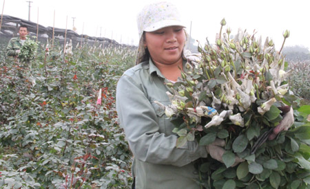 Chị Phan Thị Tưởng vui mừng vì hoa hồng liên tục tăng giá so với dịp cuối năm. 