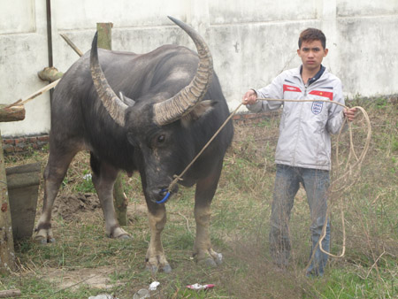 Một trâu chọi của người dân xã Sen Chiểu, huyện Phúc Thọ sẽ tham gia thi đấu.