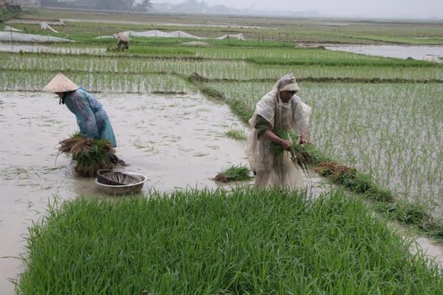 Hai vợ chồng cụ già hơn 70 tuổi ở xã Thiệu Giao (huyện Thiệu Hóa), mặc dù trời lạnh 8 - 11 độ C, nhưng vẫn ra đồng nhổ mạ.