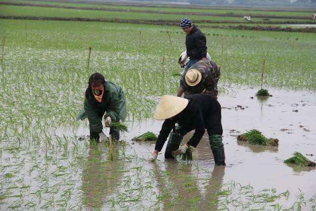 Một số người khác lại cho rằng chỉ vài ngày nữa trời sẽ ấm trở lại, mặc dù rét nhưng vẫn chưa thể chết được lúa.