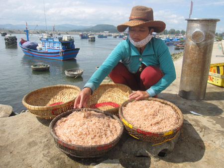 Thu mua ruốc ở bến cá Mỹ Á.