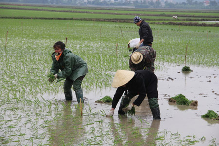 Dù trời rét, song nông dân ở Hậu Lộc (Thanh Hóa) vẫn xuống đồng cấy do sợ chậm thời vụ.