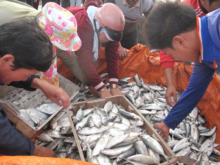 Cá về bến ở cảng Lý Sơn (Quảng Ngãi).