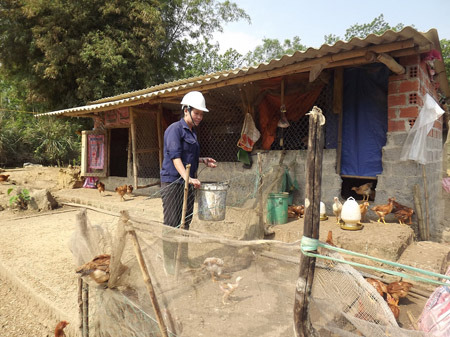 Bà Nguyễn Thị Kiệu chăm sóc đàn gà trong trang trại.