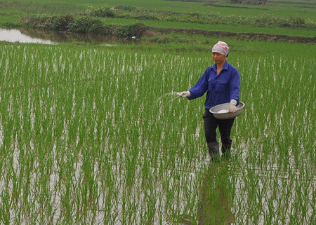 Nông dân xã Hiệp Thuận (Phúc Thọ, Hà Nội) bón phân cho lúa vừa mới cấy.