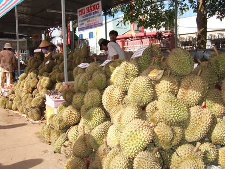 Năm nay sầu riêng Long Khánh sẽ được bán ở các  siêu thị Nhật Bản Aeon. 