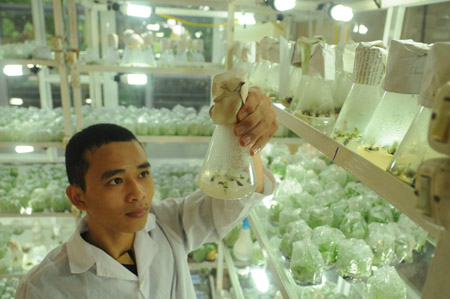 Sinh viên một trường đại học nông nghiệp làm việc trong phòng thí nghiệm