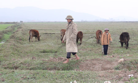 Những thửa ruộng trước đây được coi là “bờ xôi, ruộng mật” nay biến      thành bãi chăn thả trâu bò. Ảnh chụp tại xã Thiệu Giao, huyện Thiệu Hóa, Thanh Hóa.