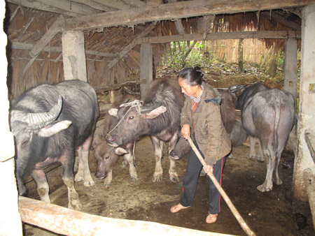 Vay vốn ưu đãi từ Ngân hàng CSXH đầu tư nuôi trâu sinh sản đã giúp nhiều hộ ND  ở huyện Yên Sơn (Tuyên Quang) thoát nghèo. 
